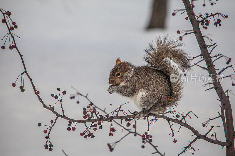 Écureuil gris， (Sciurus carolinensis)，东部灰松鼠。